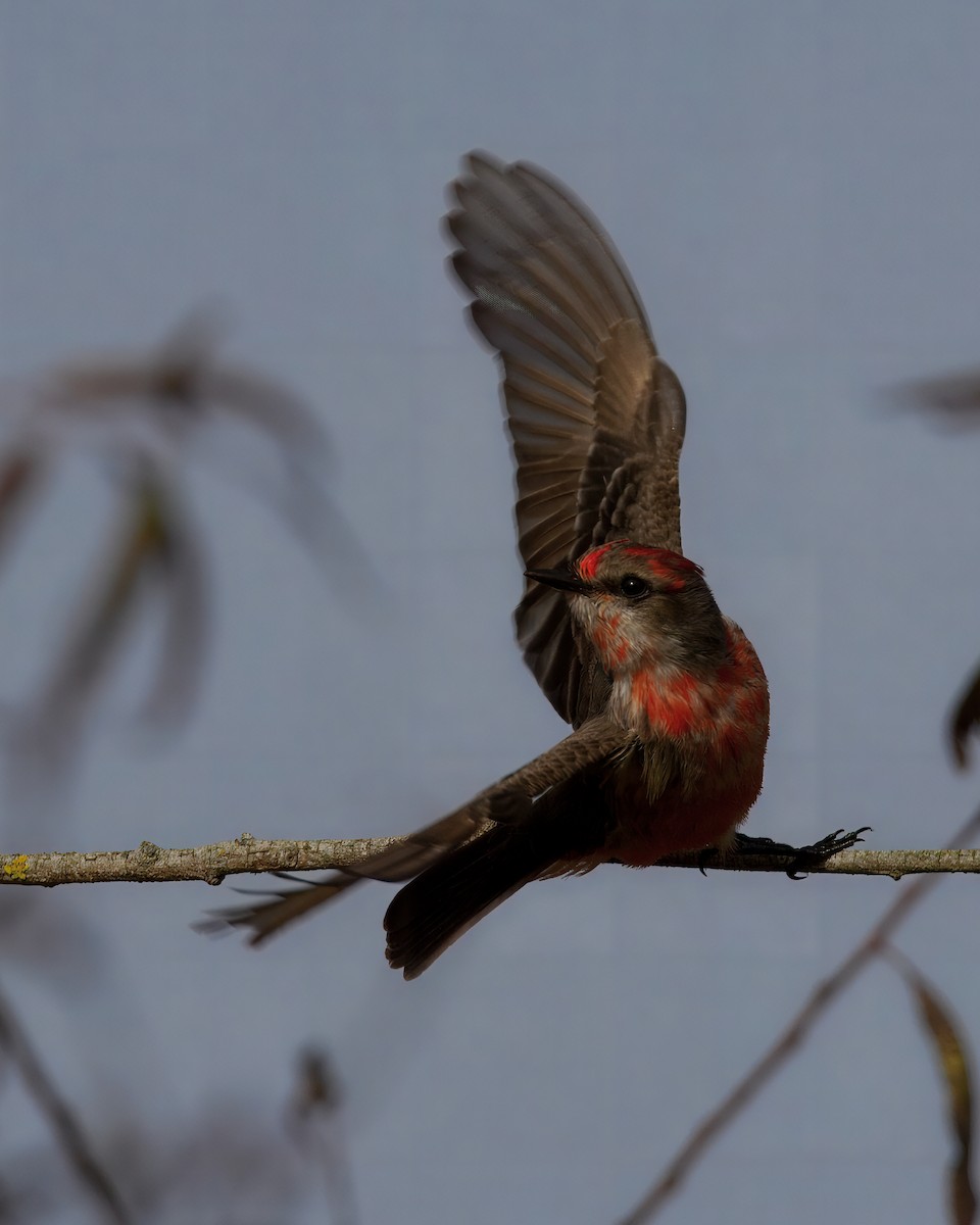 Rubintyrann - ML647378854