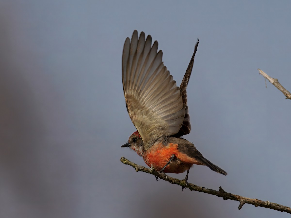 Rubintyrann - ML647378855