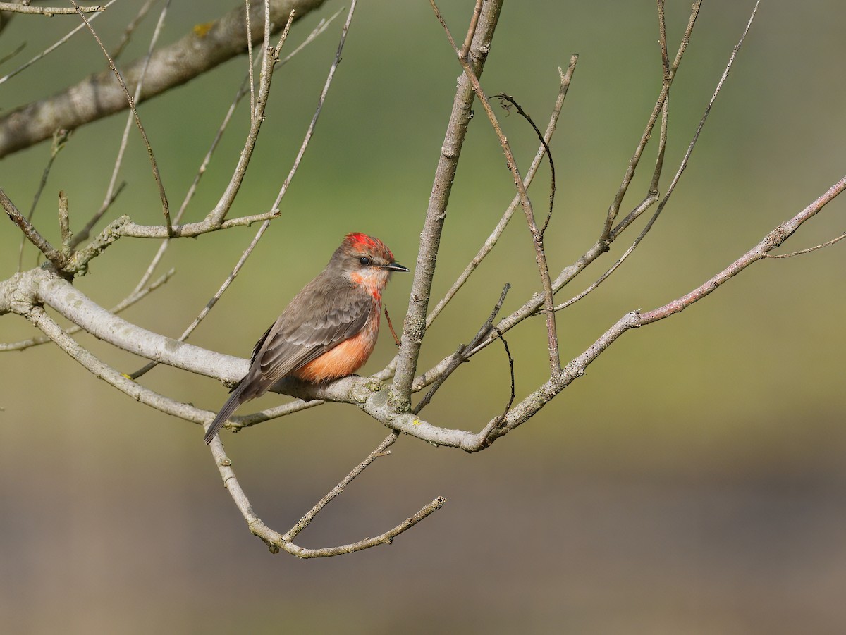 Rubintyrann - ML647378856