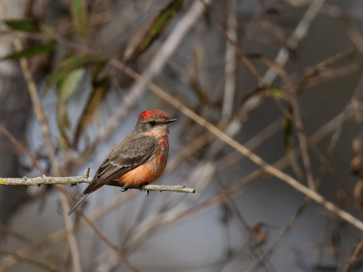 Rubintyrann - ML647378857