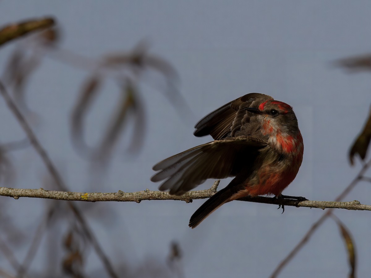 Rubintyrann - ML647378858