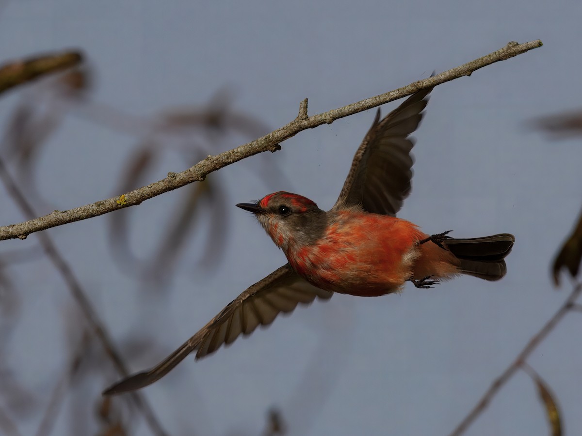 Rubintyrann - ML647378859