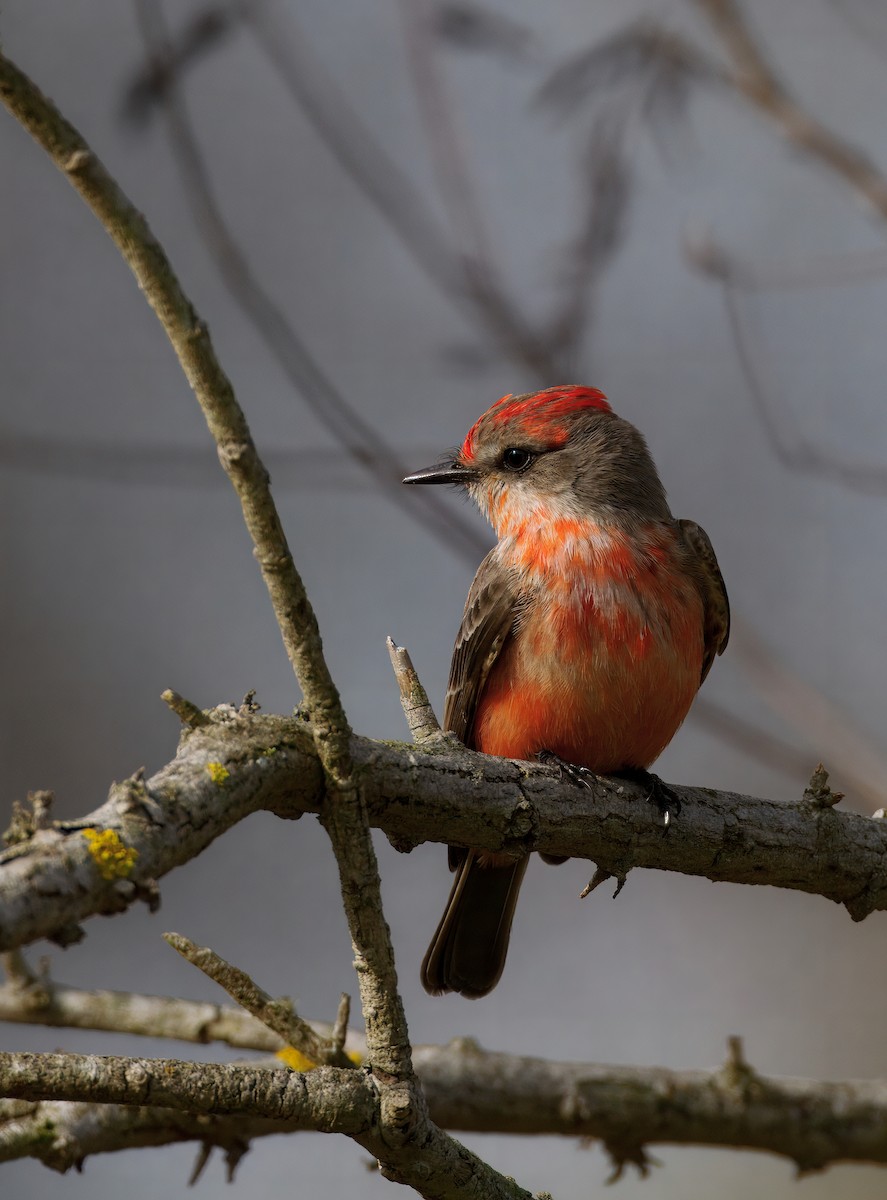 Rubintyrann - ML647378860