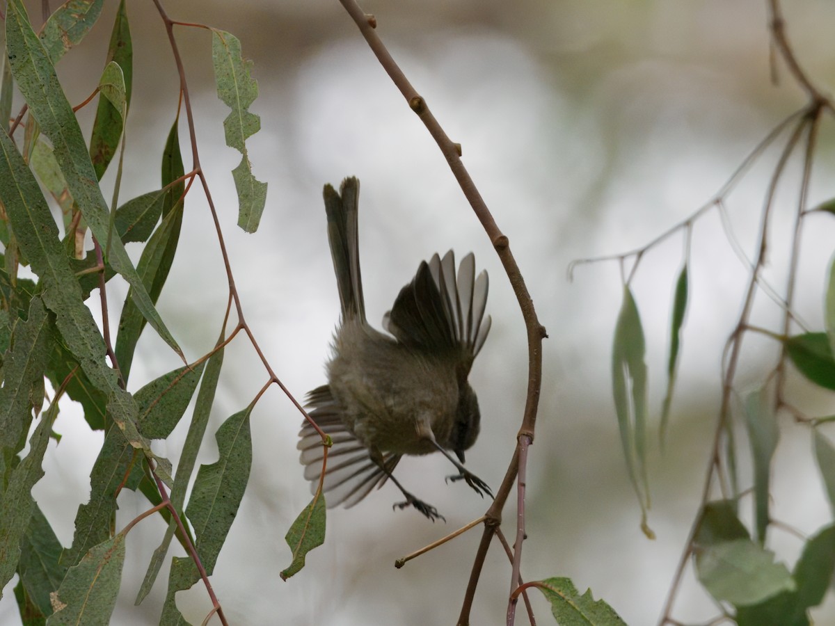 Buschschwanzmeise - ML647378863