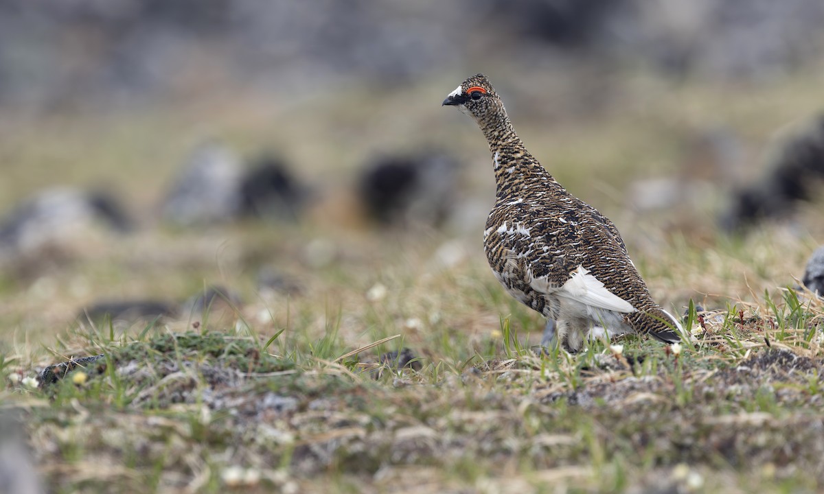 Тундровая куропатка - ML647378869