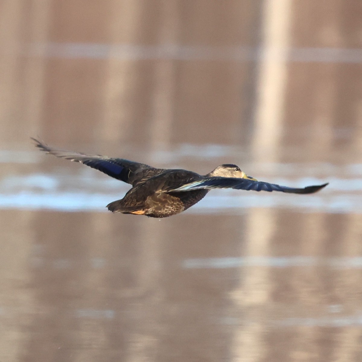 American Black Duck - ML647378877