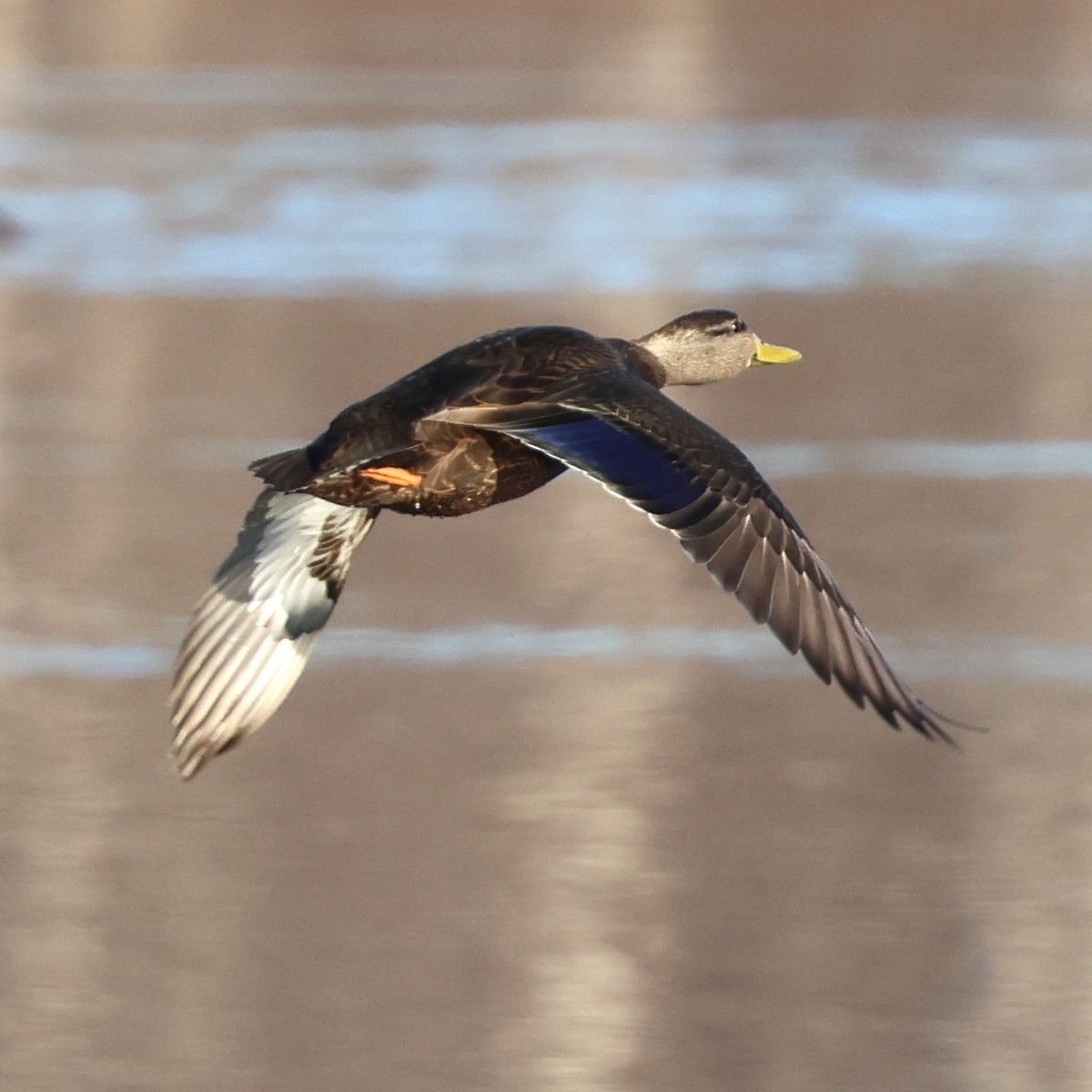 American Black Duck - ML647378878