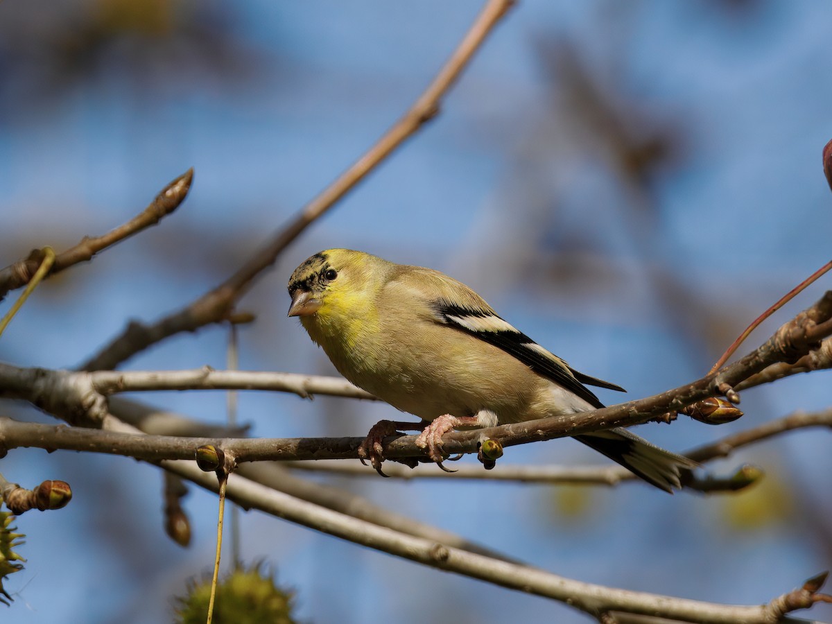 Goldzeisig - ML647378880