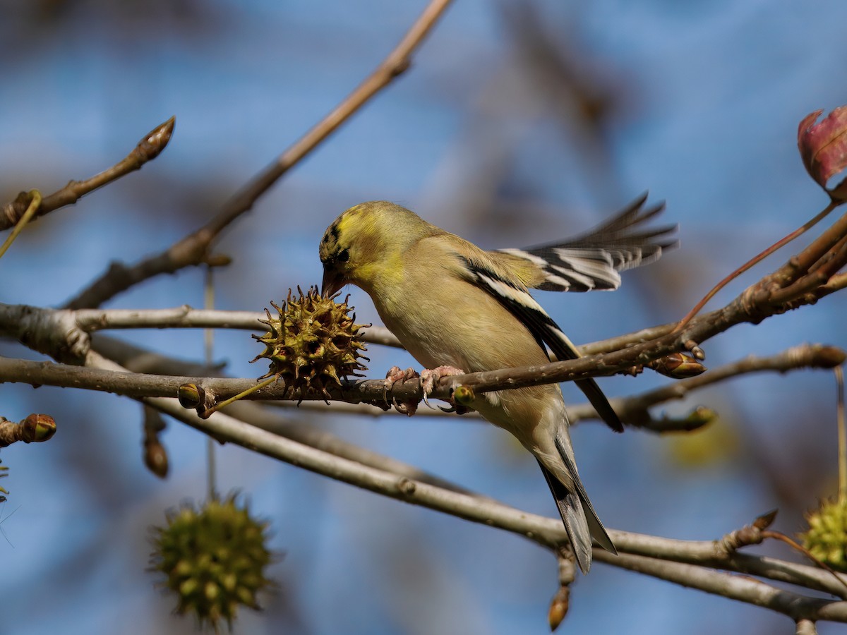 Goldzeisig - ML647378881