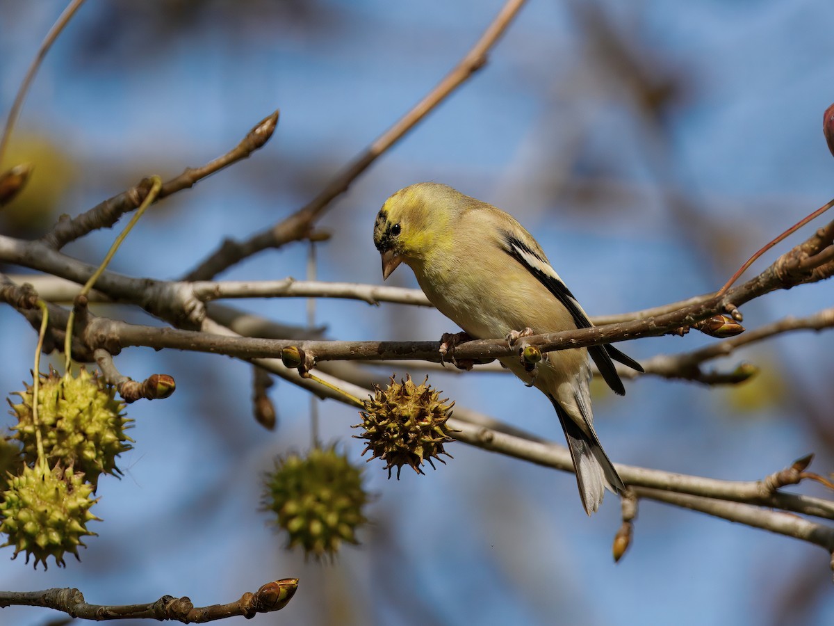 Goldzeisig - ML647378882