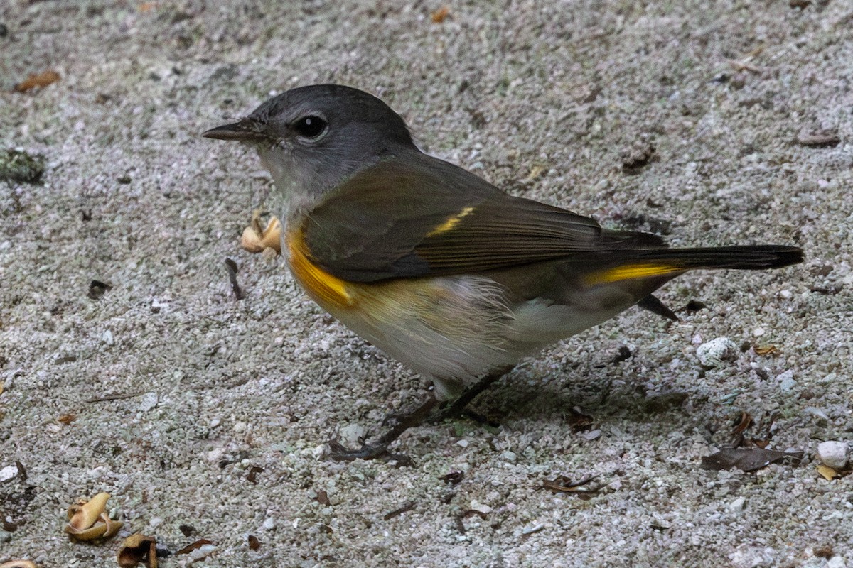 American Redstart - ML647378883