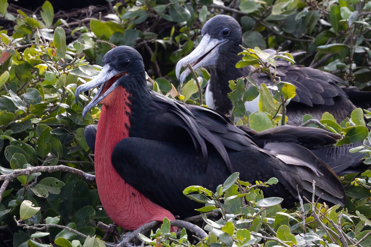 Magnificent Frigatebird - ML647378884
