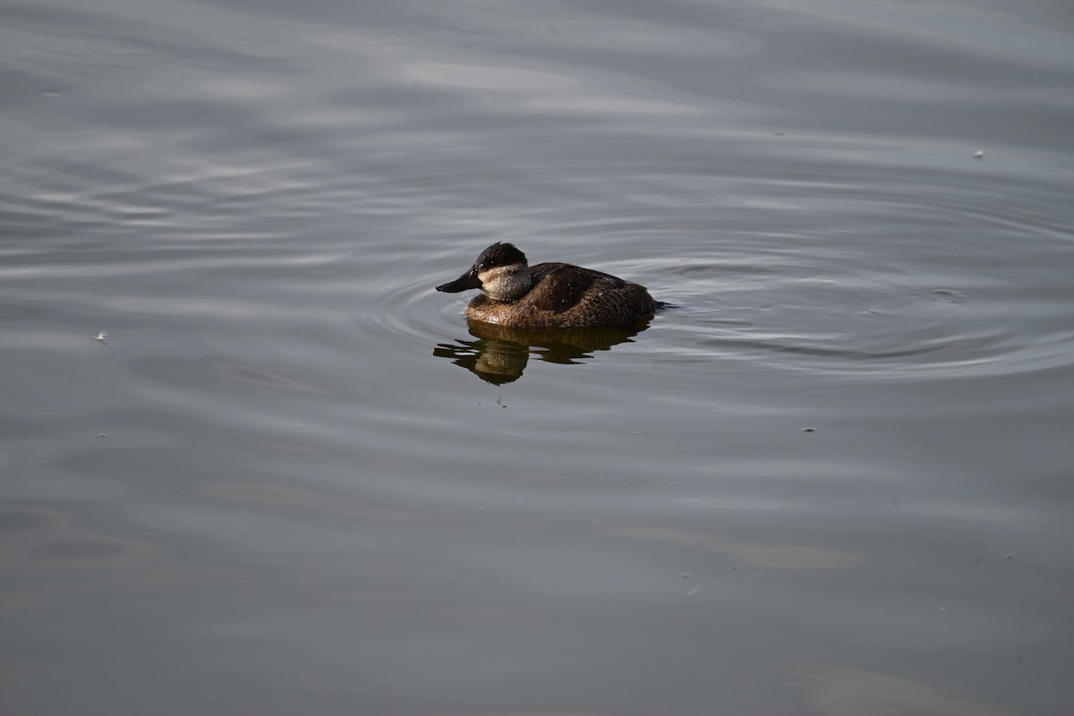 Ahate herdoiltsua - ML647378886