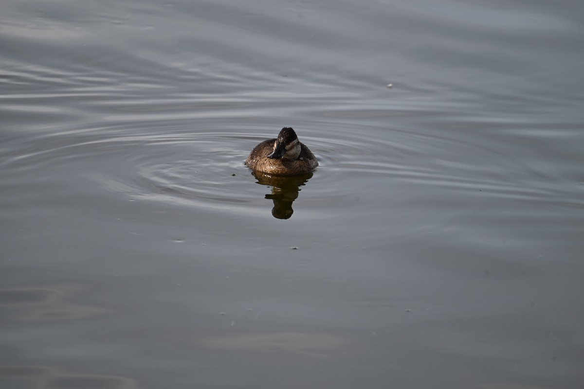 Ahate herdoiltsua - ML647378887