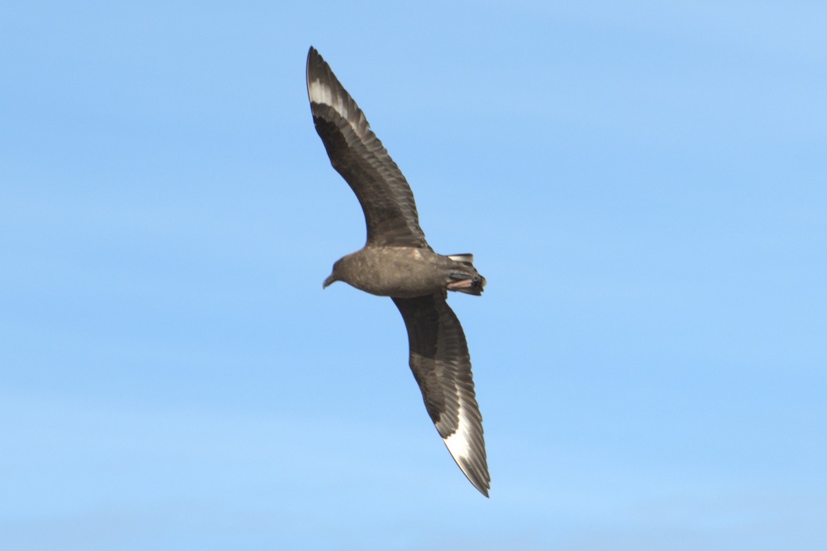 South Polar Skua - ML647378895