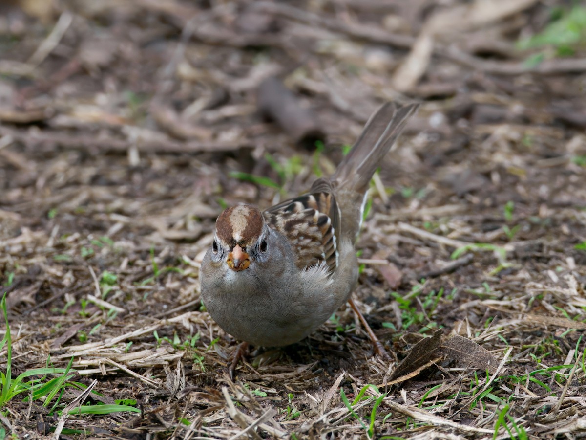 Dachsammer - ML647378897