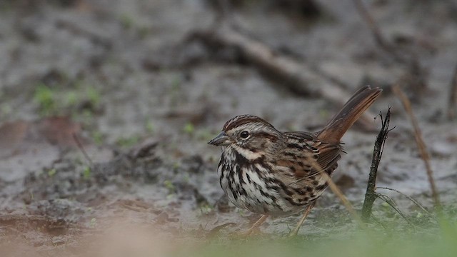 גיבתונית לבנת-כיפה - ML647378902