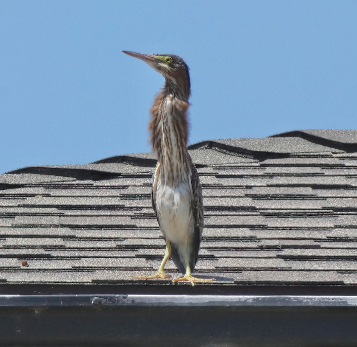 Koartzatxo berdea - ML647378905