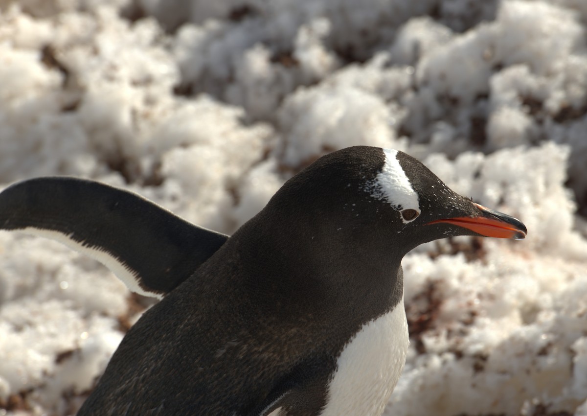 Gentoo Penguin - ML647378931