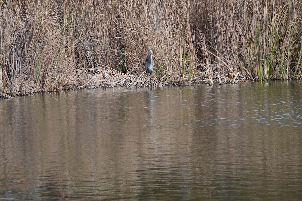 Koartza hauskara amerikarra - ML647378932