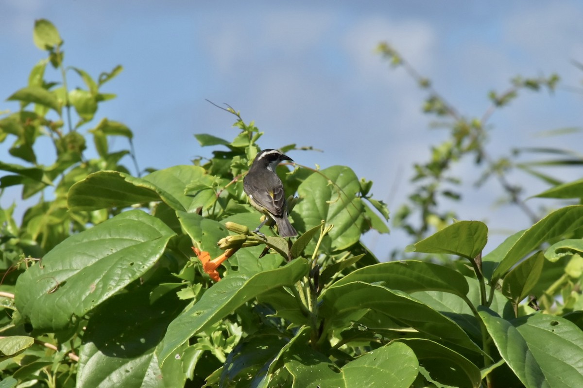 Sucrier à ventre jaune - ML647378934