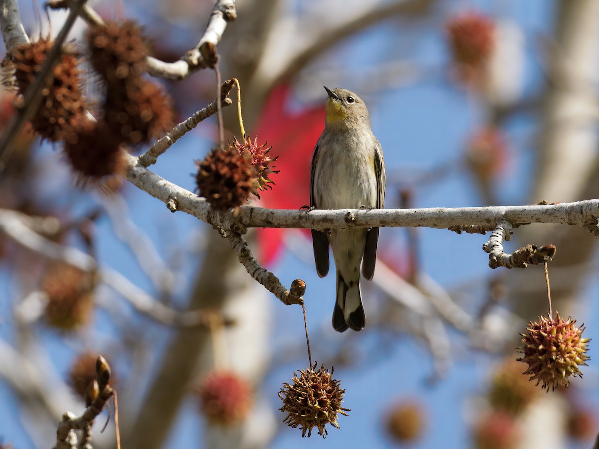 Kronenwaldsänger - ML647378944