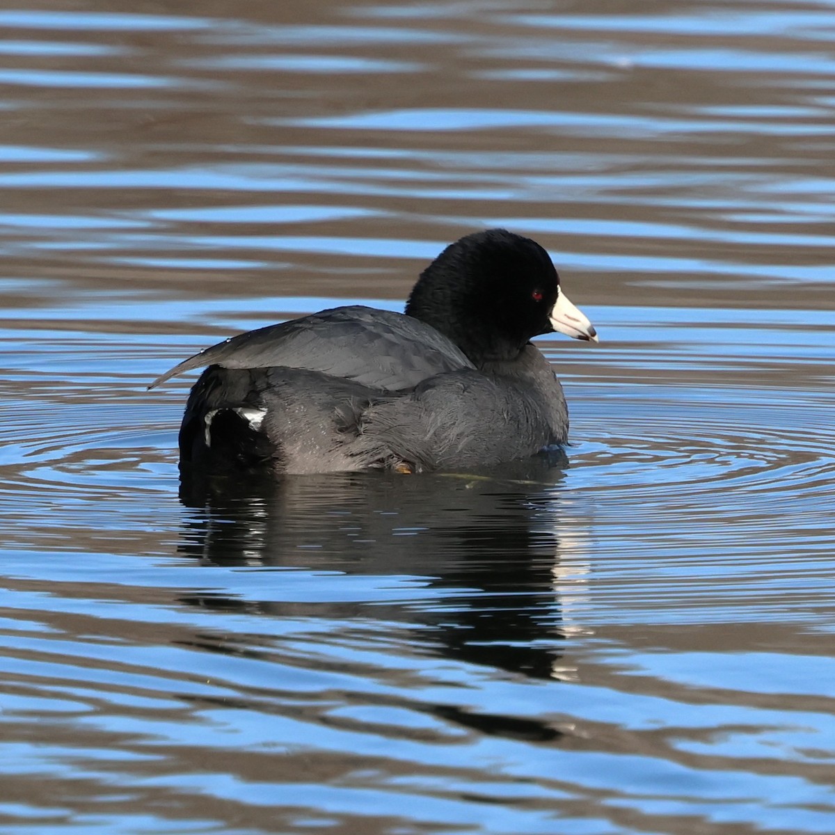 Лиска американська - ML647378946