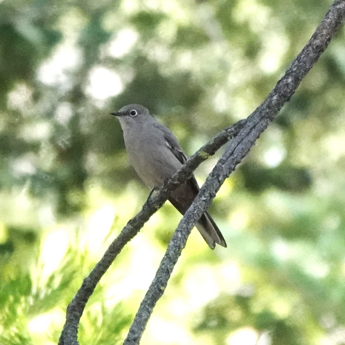 Townsend's Solitaire - ML647378953