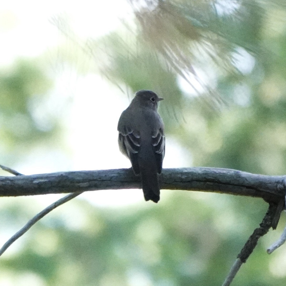Townsend's Solitaire - ML647378959