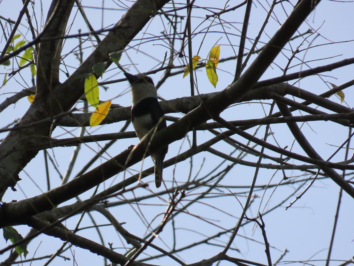 White-necked Puffbird - ML647379001