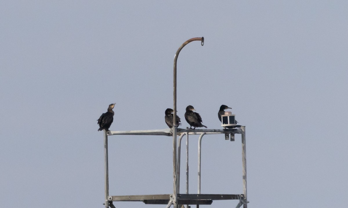 Great Cormorant (North Atlantic) - ML647379005