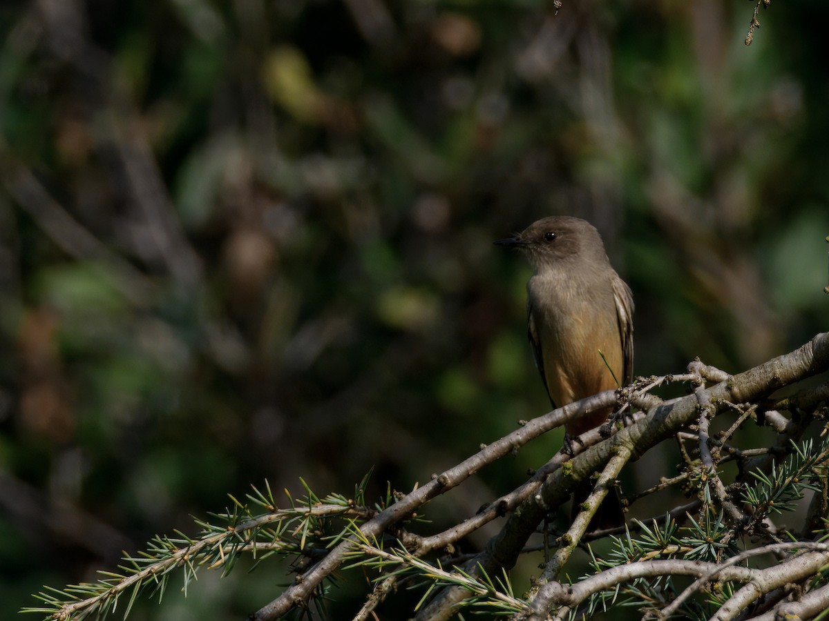 Zimtbauch-Phoebetyrann - ML647379006