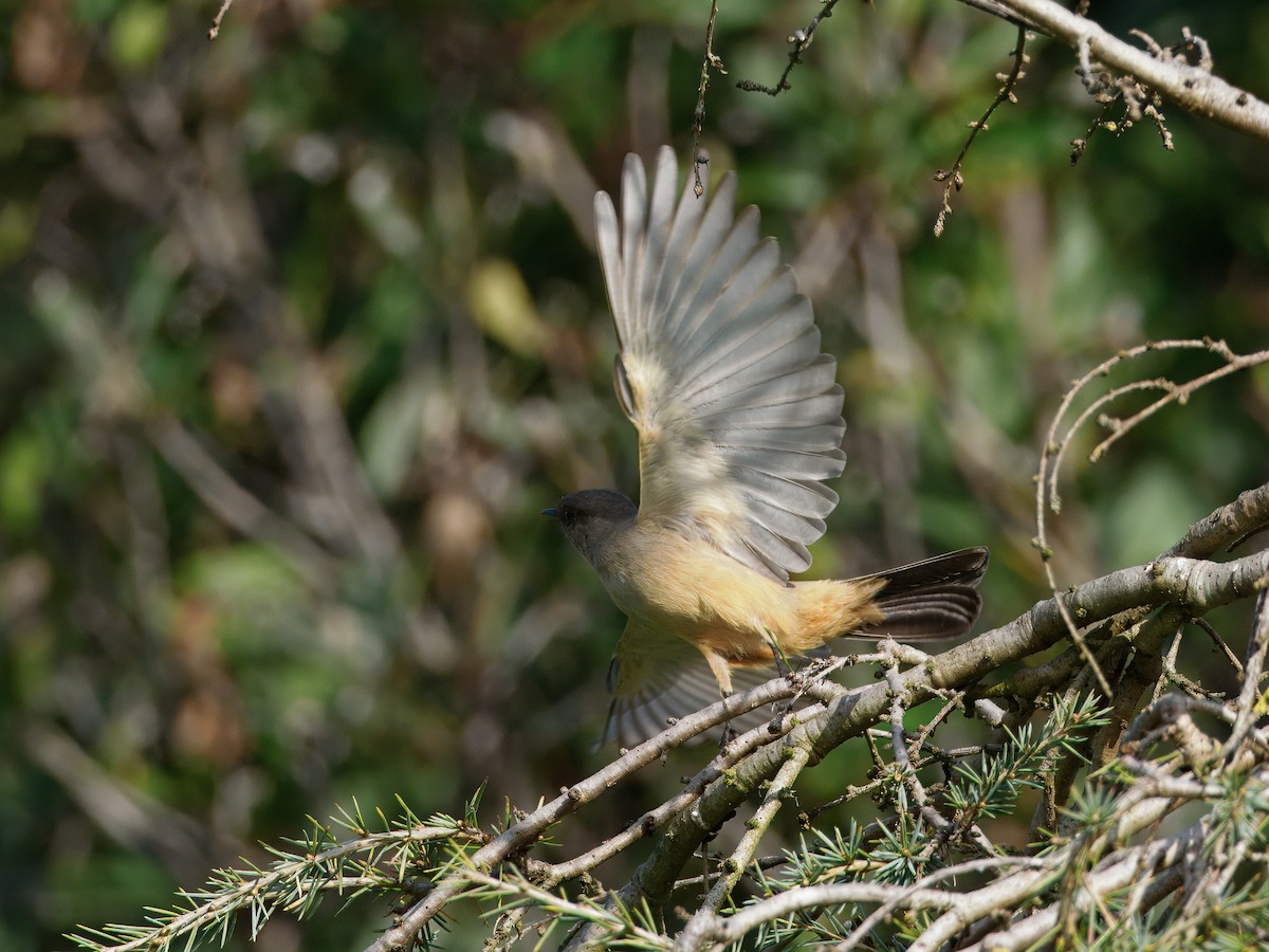 Zimtbauch-Phoebetyrann - ML647379007