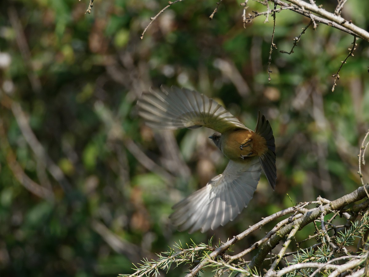 Zimtbauch-Phoebetyrann - ML647379008