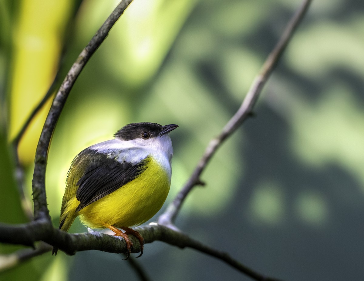 White-collared Manakin - ML647379011