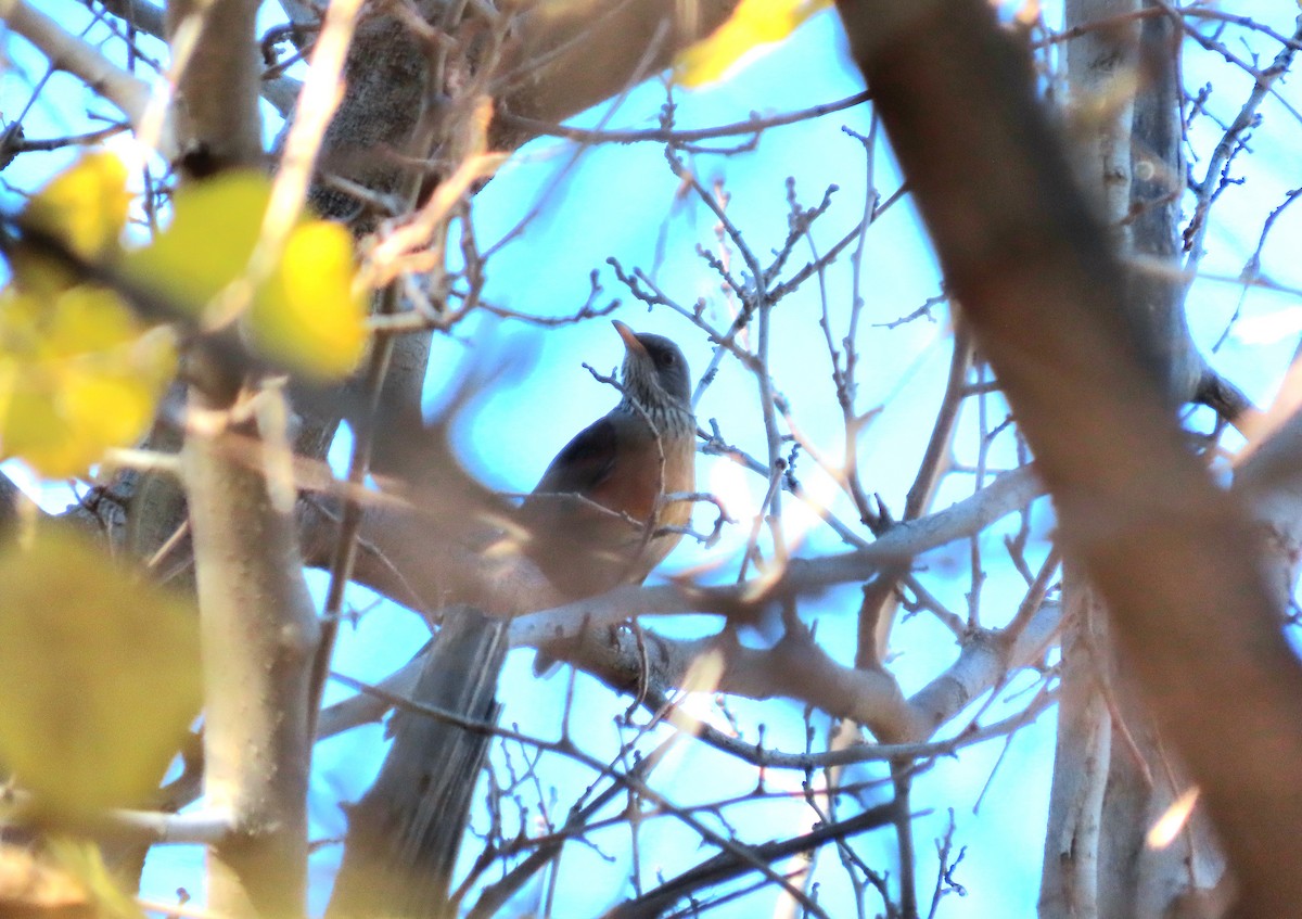 Rufous-backed Robin - ML647379013