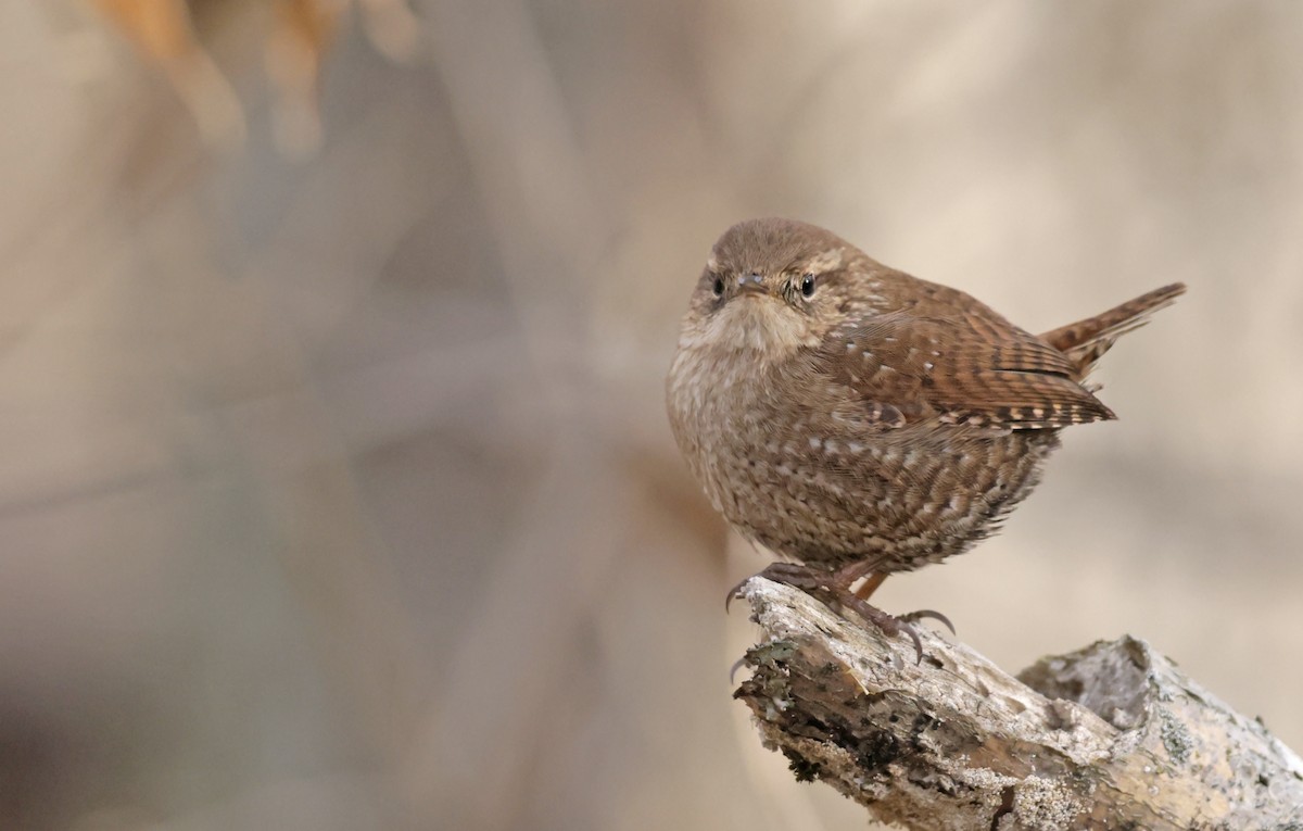 フユミソサザイ - ML647379023