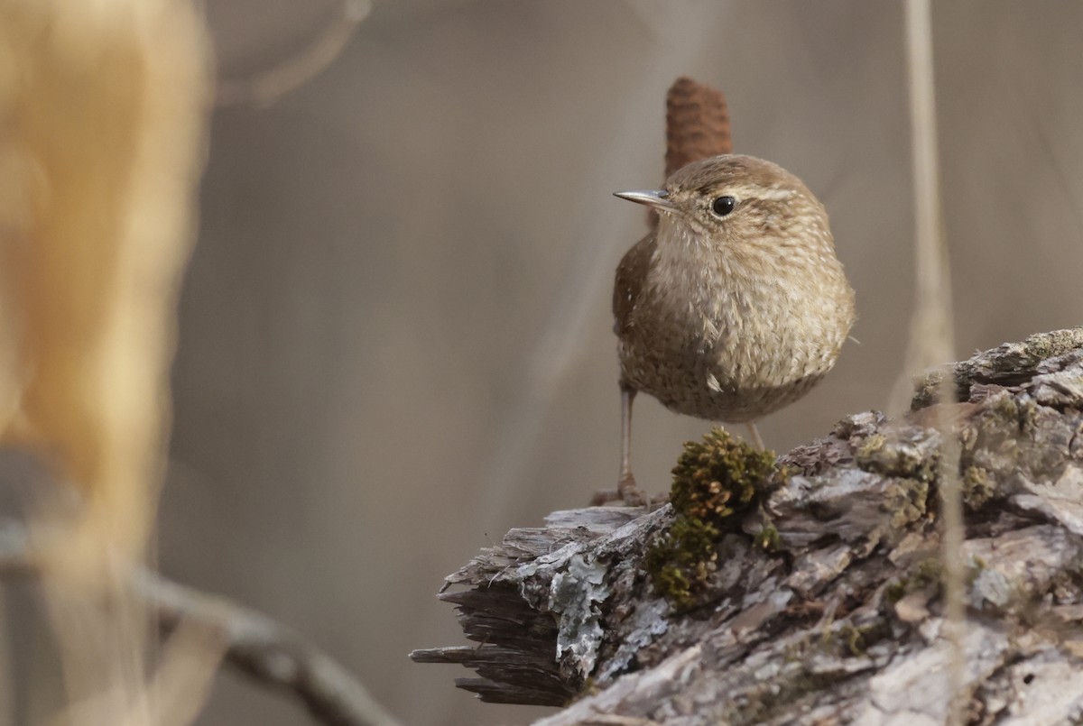 フユミソサザイ - ML647379024