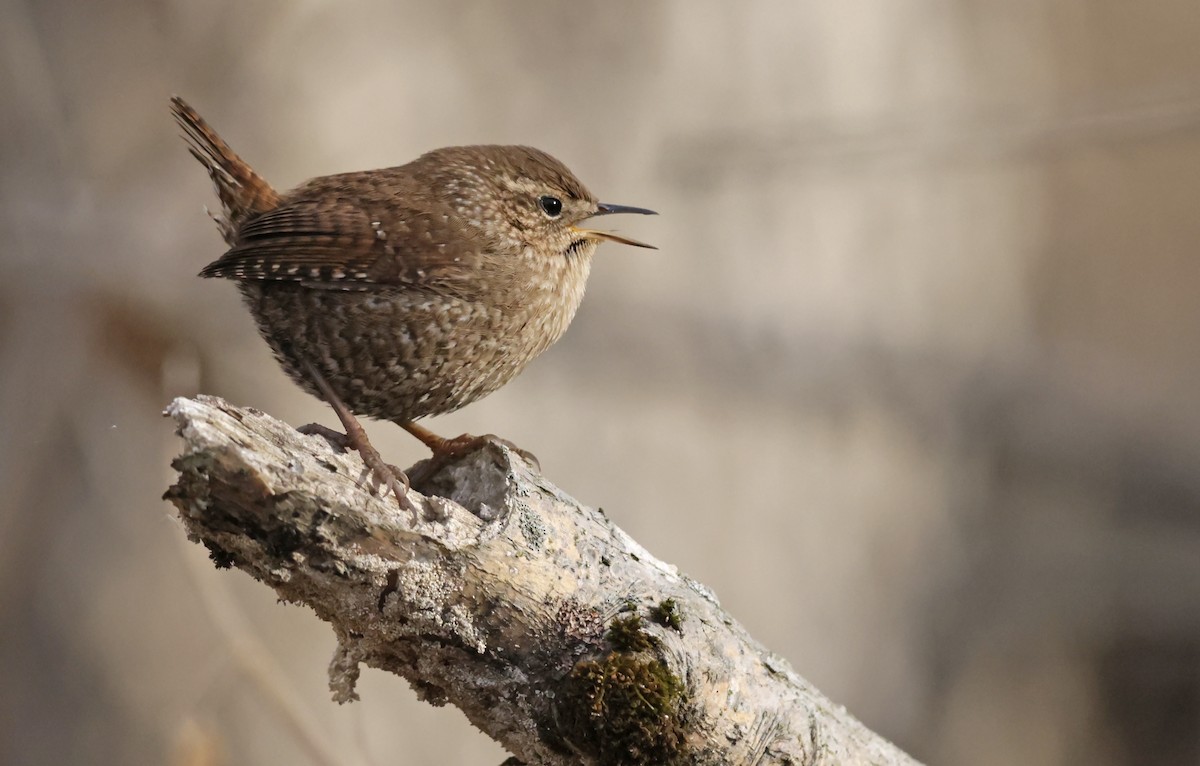 フユミソサザイ - ML647379025