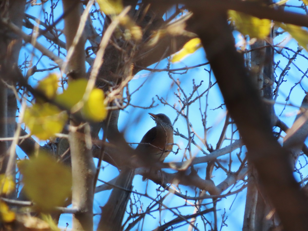 Rufous-backed Robin - ML647379028