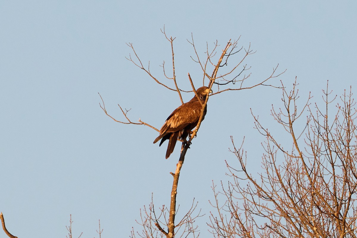 Белоголовый орлан - ML647379029