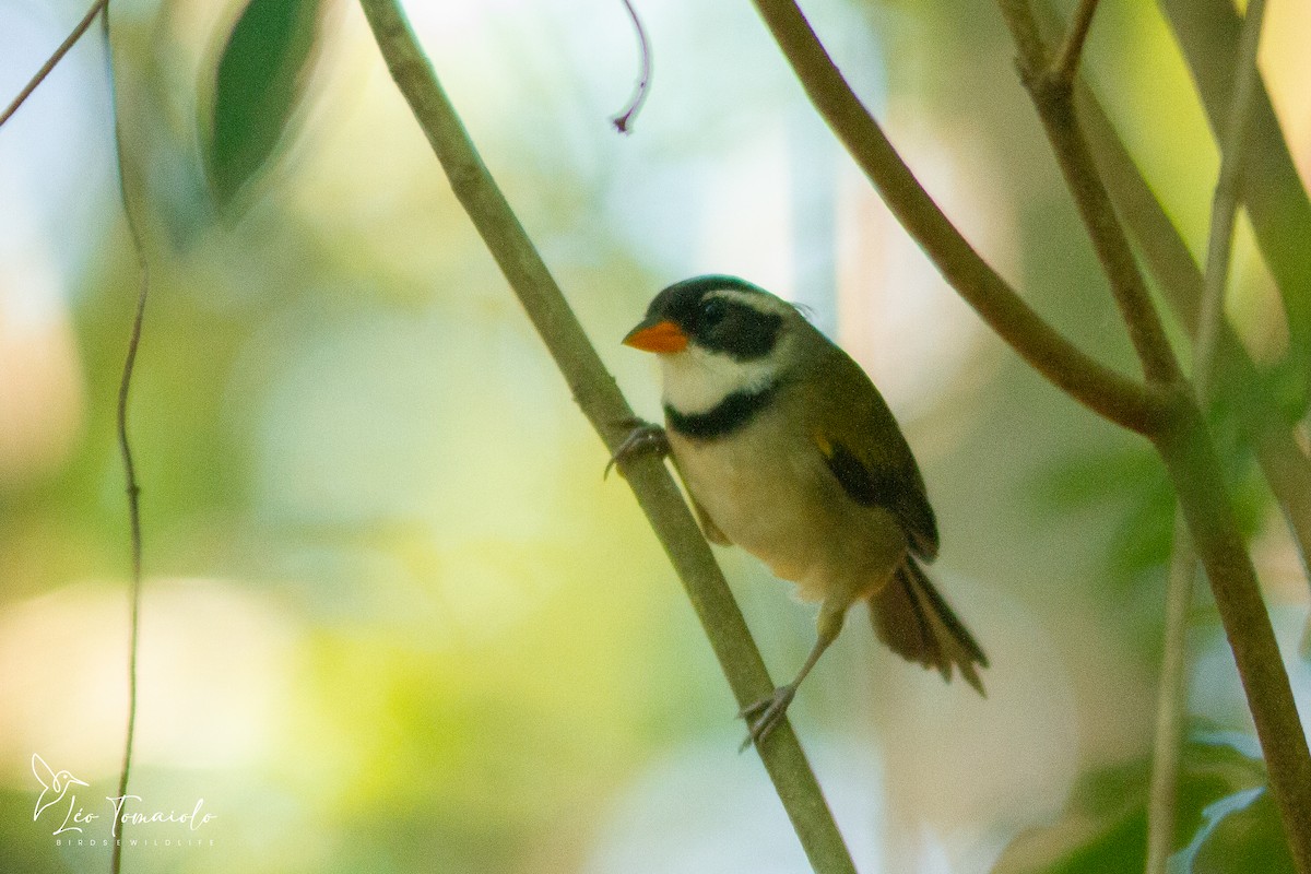 Saffron-billed Sparrow (Saffron-billed) - ML647379033
