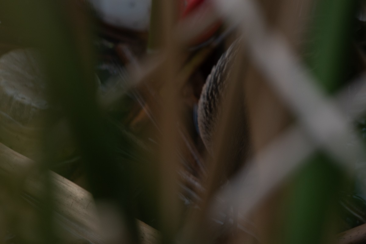 Virginia Rail - ML647379046