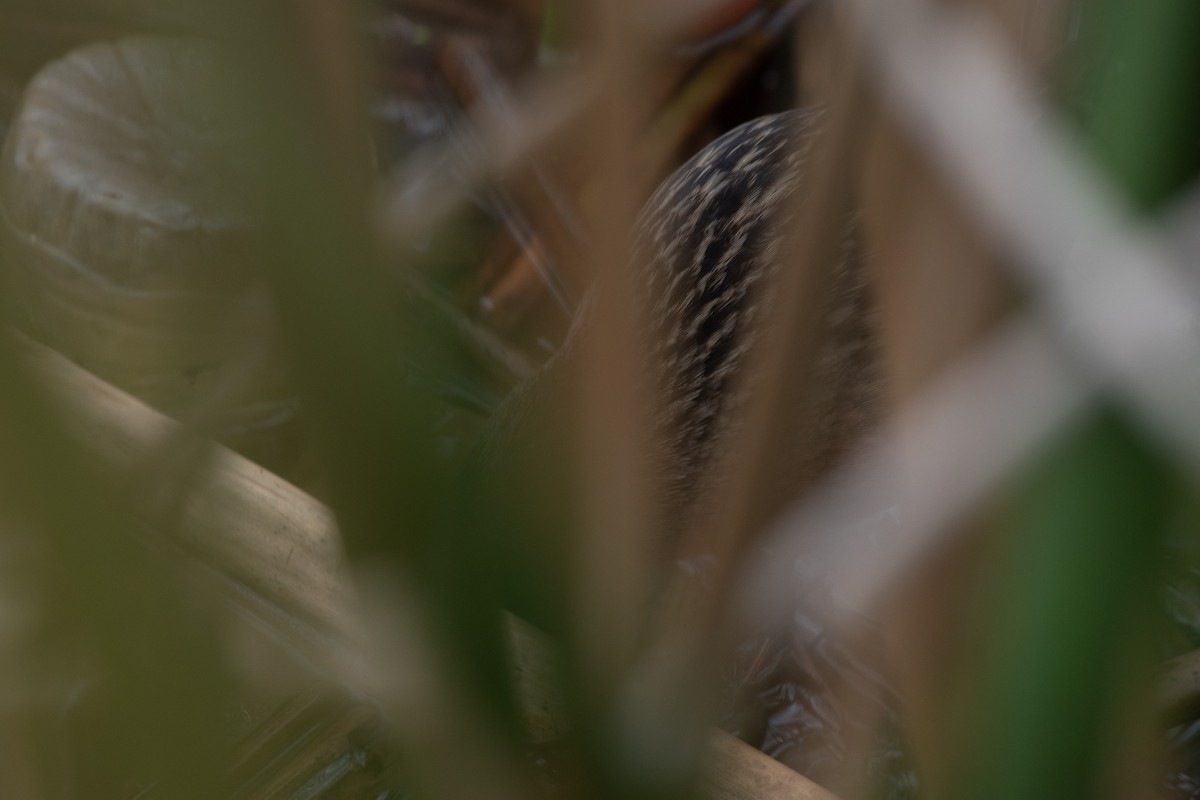 Virginia Rail - ML647379047