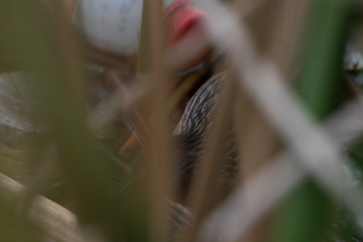 Virginia Rail - ML647379049