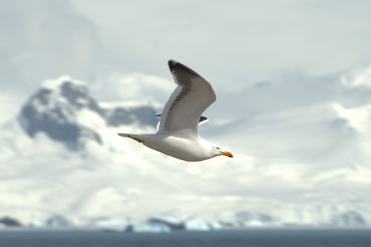Kelp Gull - ML647379056