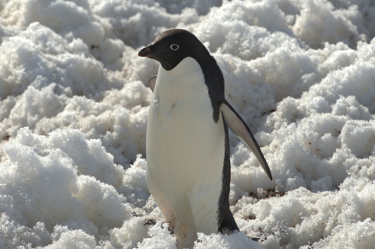 Adelie Penguin - ML647379062
