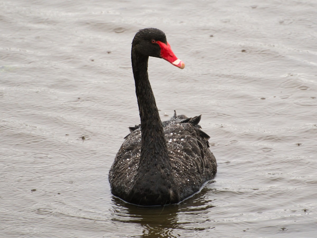 Cygne noir - ML647379067