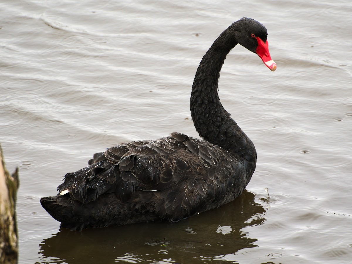 Cygne noir - ML647379068