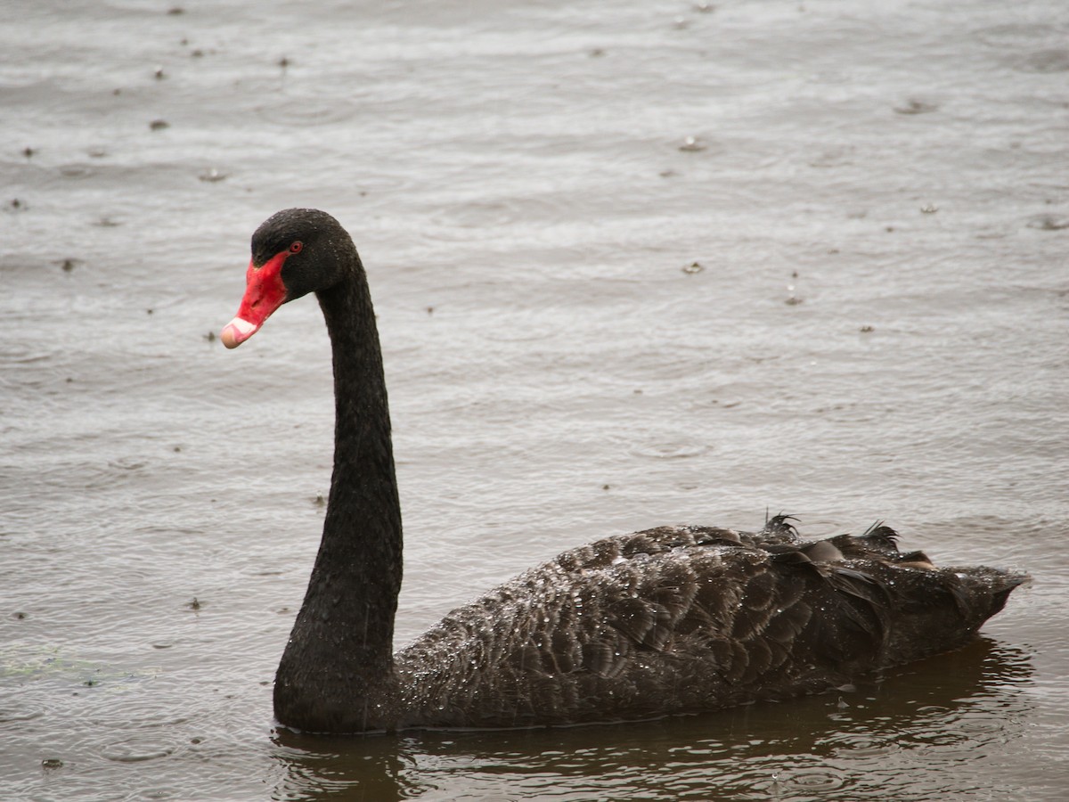 Cygne noir - ML647379069